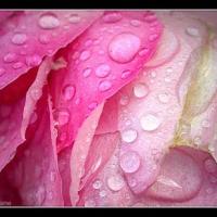 La goutte d'eau et la rosée